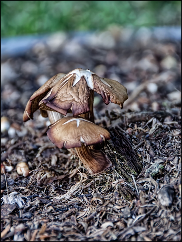 Mushrooms-Fall-1200