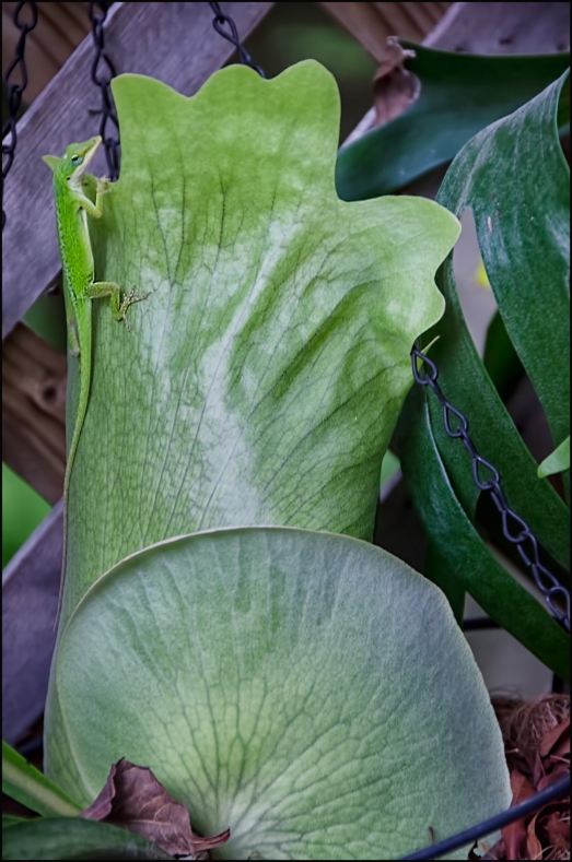 Anole-on-Staghorn-Fall-1200