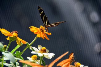 Butterfly-black