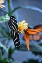 Butterfly-Orange-Black