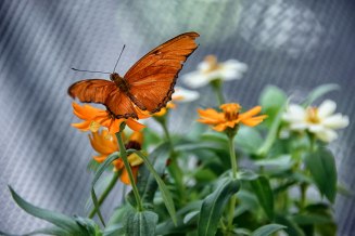 Butterfly-Orange