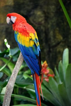 Parrot-hybrid
