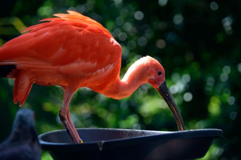 Scarlet-Ibis-snacking