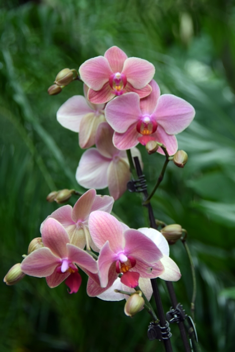 Birthday-Orchid-Glanda-II